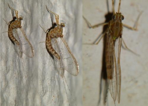 Réf. 244 867 : Cloeon dipterum